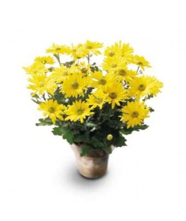 Daisy Chrysanthemum Daisy Chrysanthemum